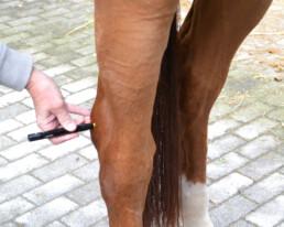 Siener Therapie beim Pferd